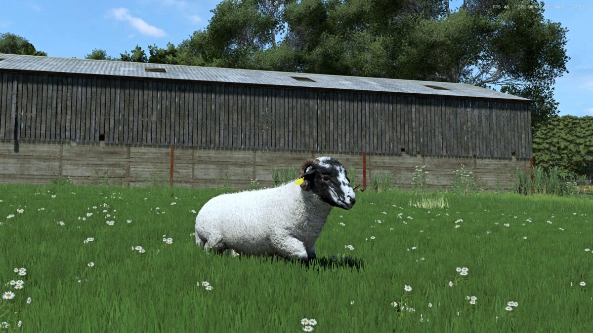 Sheep Breeds for RLRM v 1.0